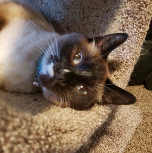 Meet your Posher, Brandi - Picture 4 of 4